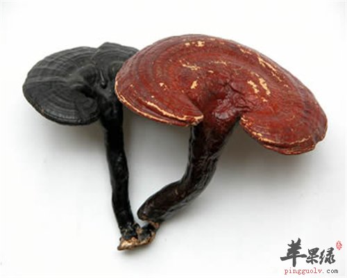 保健灵芝 吃法很重要