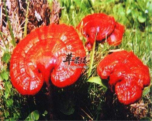 灵芝可治病又可以美容养颜