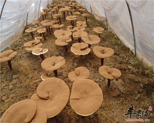 灵芝可治病又可以美容养颜