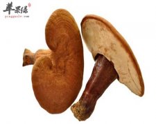 灵芝的食用方法 你一定要了解