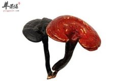 女性经期保健 灵芝能不能吃