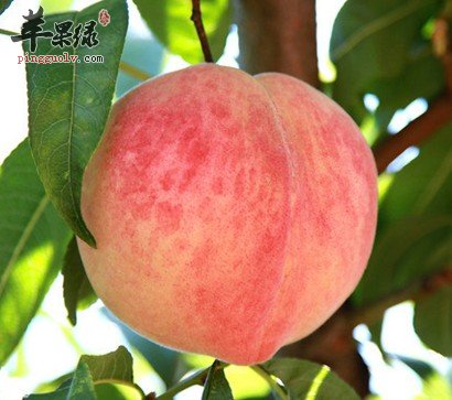 常吃水蜜桃 补血养颜又健康