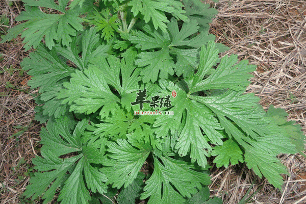 用它泡脚好处多 这些也得注意