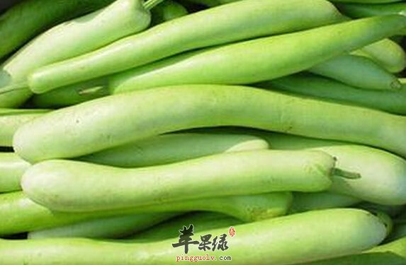 瓠瓜的营养价值