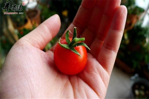 番茄有大也有小 孕妇吃小番茄好处多