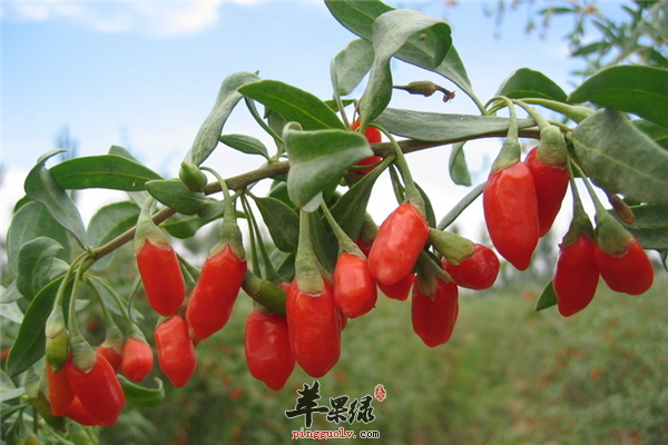 男性健康最重要 中药枸杞子来帮忙