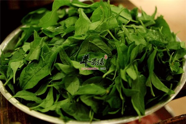 枸杞食用药用双选择 枸杞叶适不适合孕妇