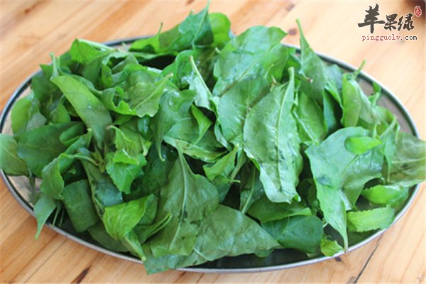 枸杞食用药用双选择 枸杞叶适不适合孕妇