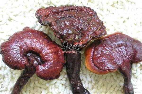 灵芝昂贵中药保健品 治疗疾病不在话下