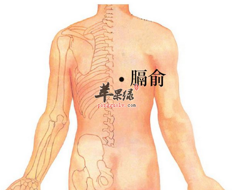 按摩血位置图背部图片