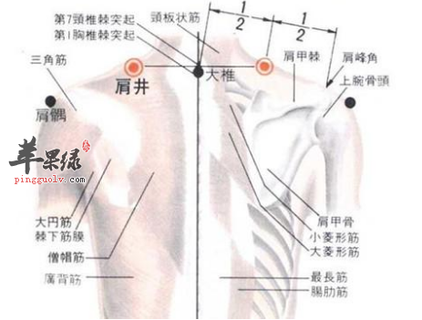 肩井穴位位置图 肩根穴的功效与作用 按摩手法 苹果绿