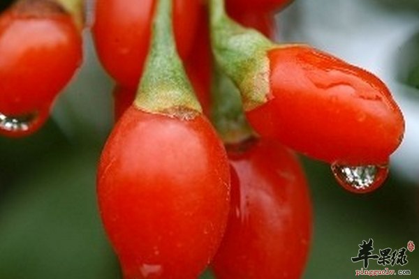 中草药枸杞 枸杞子泡水喝的一些知识