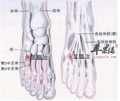 足临泣穴的功效与作用