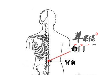 命门穴位位置图