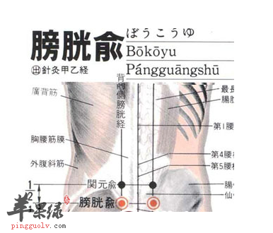 膀胱俞位位置及图片_膀胱俞的功效与作用_按摩手法