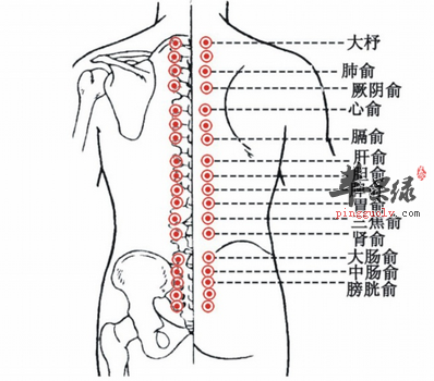 膀胱俞位位置圖