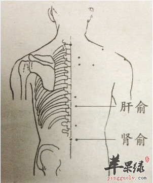 肾脾俞的准确位置图和作用_肾准确位置图和作用_肾的准确位置示意图