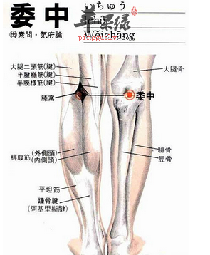 委中穴位位置图 委中穴的功效与作用 按摩手法 苹果绿