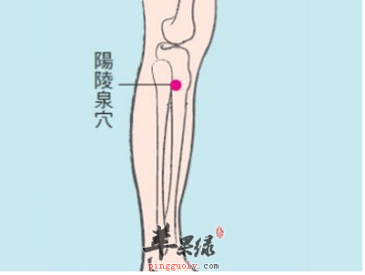 阳陵泉穴的位置及图片_阳陵泉穴的功效与作用_按摩手法