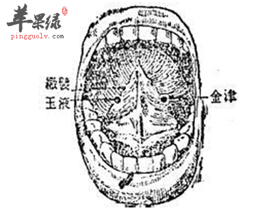 穴位在左舌下腺開口近處,唾液進入口腔之重要部位,故名玉液.