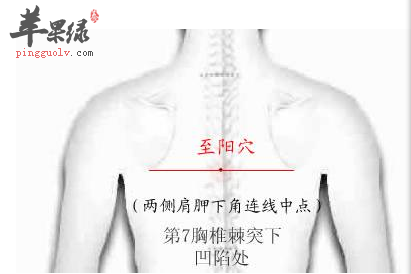 至阳穴的位置及图片_至阳穴的功效与作用_按摩手法