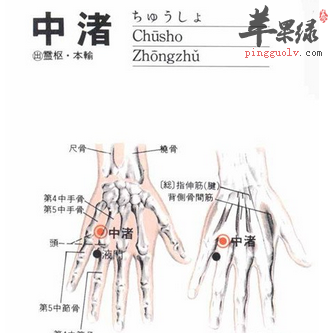 苹果绿 中医养生 目录 中渚穴位位置图 中渚穴位于人体手背部,当环指