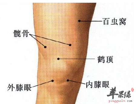 大腿窝的位置示意图图片