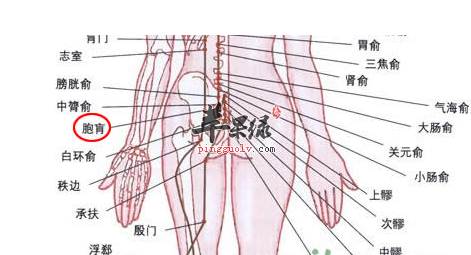 女性臀部反射区图片