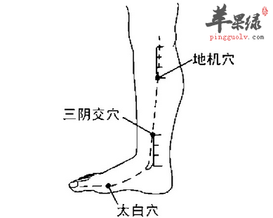 地机穴的位置及图片