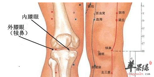 犊鼻穴的位置及图片_犊鼻穴的功效与作用_按摩手法