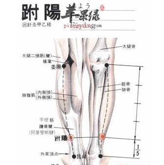 跗阳穴的位置及图片_跗阳穴的功效与作用_按摩手法