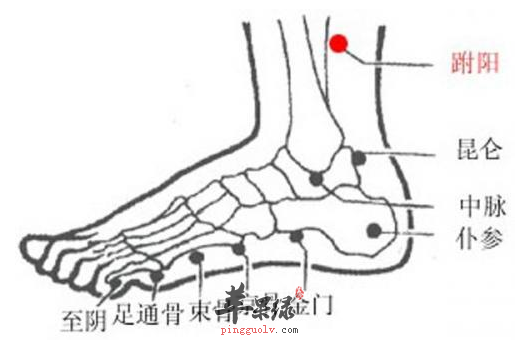 跗阳穴的位置及图片_跗阳穴的功效与作用_按摩手法