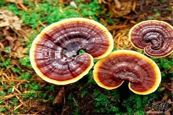 灵芝保健又治病 三种疾病可缓解