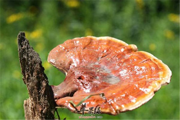 灵芝保健又治病 三种疾病可缓解