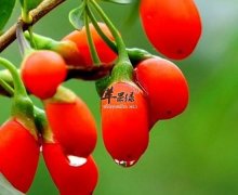 【枸杞的正确吃法】吃不对的危害_副作用