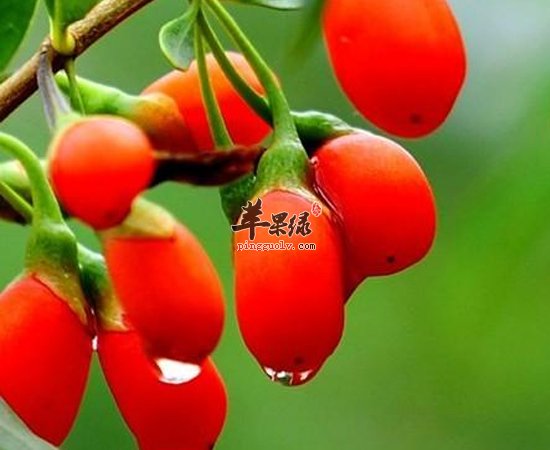 枸杞很好 但也避免这些错误的吃法
