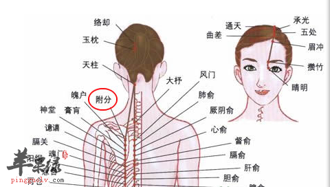 附分穴的位置及图片_附分穴的功效与作用_按摩手法