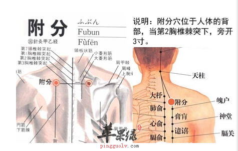 附分穴的位置及图片_附分穴的功效与作用_按摩手法