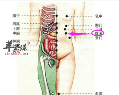 腹哀穴的位置及图片_腹哀穴的功效与作用_按摩手法