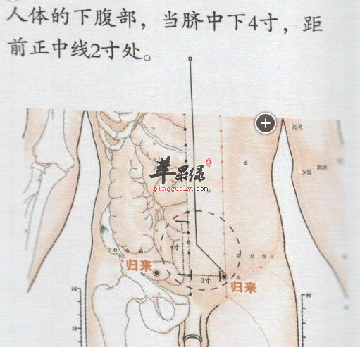 归来穴的位置及图片_归来穴的功效与作用_按摩手法