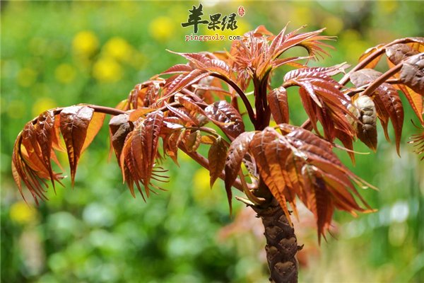 马上春暖花开春季提神的四类食物