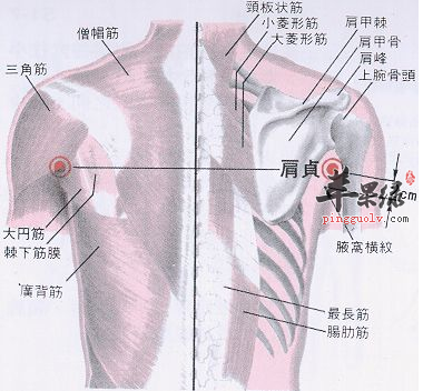 肩贞穴位位置图 肩贞穴的功效与作用 按摩手法 苹果绿
