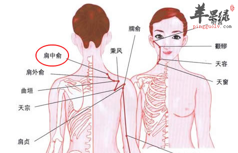 肩中俞穴的位置及图片_肩中俞穴的功效与作用_按摩手法