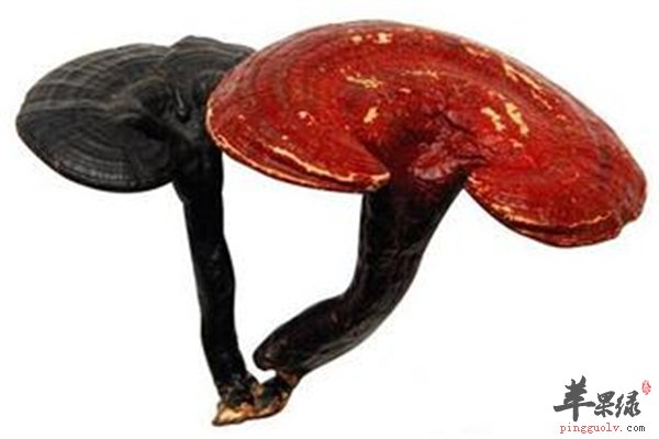 灵芝泡茶作用大 女性能不能饮用