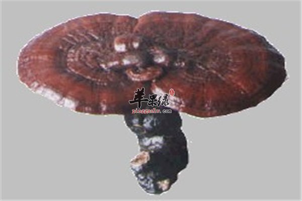 灵芝补血养颜保健品女性经期能吃吗