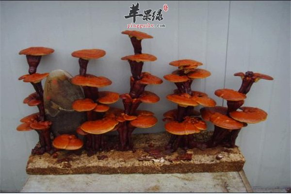 灵芝补血养颜保健品女性经期能吃吗
