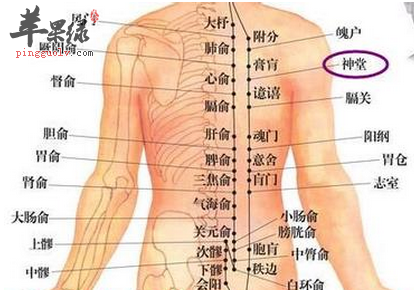 神堂穴穴位位置图_神堂穴的功效与作用_疗法及注意事项