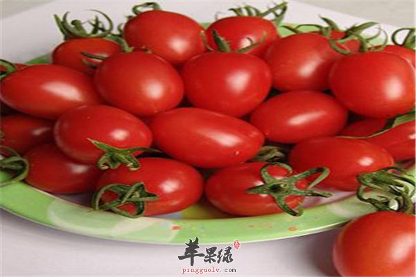 小番茄又称圣女果促进生长提高抵抗力