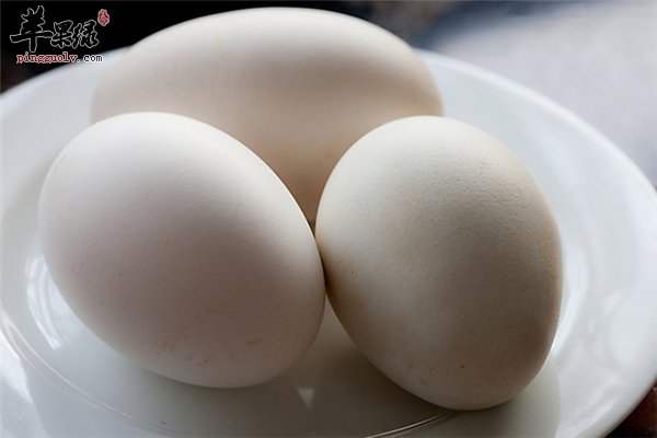 鹅蛋营养丰富每天最多吃三个