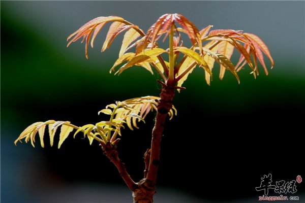 香椿芽三步腌制方法美味传统记忆